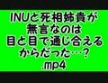 2024年12月2日 (一) 10:09版本的缩略图